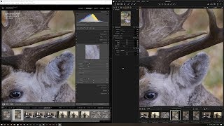 Fuji XT3 raw file Software Comparison [upl. by Sualk]