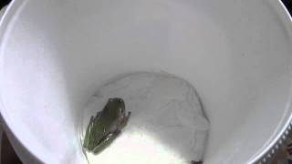 Whites Tree Frog Feeding [upl. by Claud]