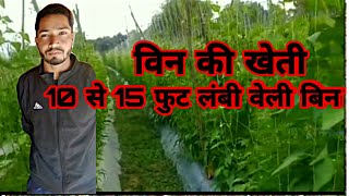 Beli Beans Seminis Moraleda10 से 15 फुट लंबी वेली बिनएक सफल किसान की खेती Beans farming [upl. by Enohsal]