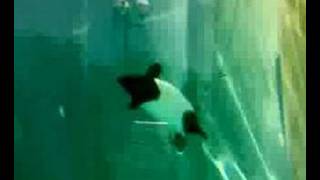 Commersons Dolphin [upl. by Aeslahc899]