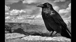 The Raven by Edgar Allan Poe Short Film [upl. by Us]