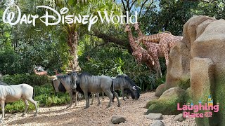 Jungle Cruise Full POV  Magic Kingdom  October 2024 [upl. by Silverts588]