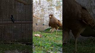 Hermoso Chimango visitándonos 🦅 [upl. by Taylor426]