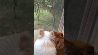 Little Pomeranian dog makes a funny barking sounds outdoor [upl. by Atteuqihc936]