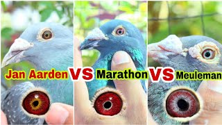 Jan Aarden VS Marathon VS Meuleman Pigeon  Top Class Imported Racing Pigeons [upl. by Ocsirf]