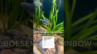 Boesmani Rainbow fish fish aquarium fishtank water rainbowfish plantedtank aquascape yt yt [upl. by Ennairod398]