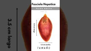 Anatomía de la fasciola hepática [upl. by Zubkoff927]