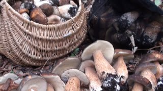 Porcini neri storie di intoppate   emozioni infinite   un video di diavolorosso [upl. by Tsenrae562]