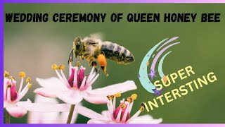 The Nuptial Flight of Honey Bee [upl. by Preiser]