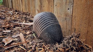 Armadillo Digging in Ant Mound [upl. by Yrollam473]