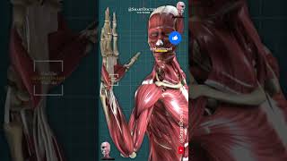 Human body muscles 3D [upl. by Suciram834]