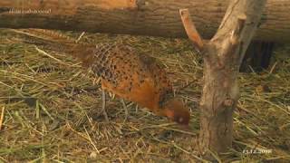 Гибридная самка Hybrid Syrmaticus reevesii pheasant [upl. by Dott]