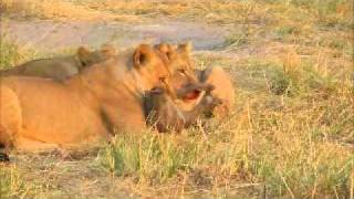 Lion Kills Warthog [upl. by Conard]