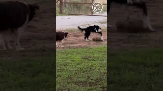 Border Collies versus the farm cat [upl. by Yeknarf863]