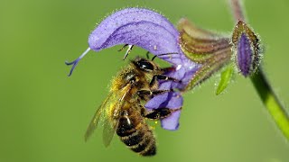 Lippenblütler Lamiaceae [upl. by Druci]