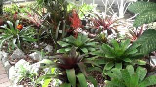 3º BromeliaRIO [upl. by Penhall]