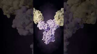 Immune Tcell receptor responding to invading cells science blender protein immunity [upl. by Ytsirk]