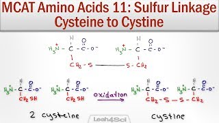 Disulfide Bridge Formation Cysteine to Cystine [upl. by Nitreb]