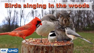 4 HOURS of Birds Singing in the Woods 4K Cat TV Bird Video Relaxing Sound Awesome World 025 [upl. by Rudich]