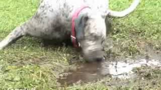 Dog Wallowing in the Mud [upl. by Aipmylo]