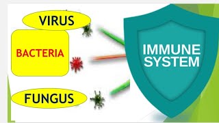 Immunity  White Blood Cells  Neutrophils and Macrophages  Inflammation [upl. by Thedrick]