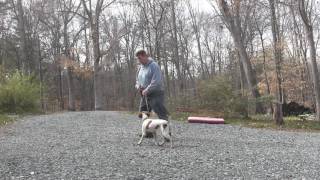 Zeb  Brittany Spaniel Puppy Training Winston Salem NC [upl. by Galloway187]