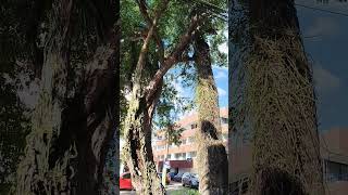 Hermosos árboles en la ciudad de Villahermosa Tabasco naturaleza [upl. by Ozen]