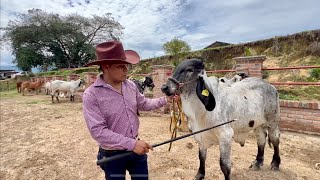 Así es Rancho San Juan Creadores De Ganado Brahmán Rojo Americano Y Sardo Negro rancho sanjuan [upl. by Vander]