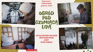 Codzienne życie na w si  szyję kaptury na róże okrywam kury dużo śniegu [upl. by Alphonso]