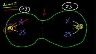 Biology Lecture  55  Metaphase 1 and Anaphase 1 [upl. by Lee]