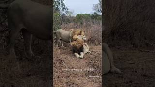 Leones hermanos Plains Camp male lions shorts lions wildlife bigcats [upl. by Gasper]