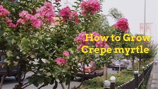 Lagerstroemia indica Growing Guide Crepe myrtle by GardenersHQ [upl. by Haem]