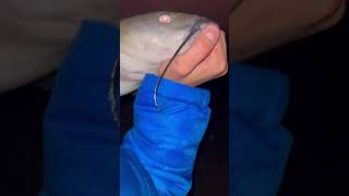 Releasing my first flathead Fishing Catfish Viral Shorts [upl. by Close325]