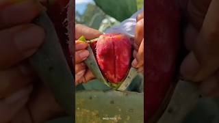 Cactus fruit is not poisonous but its tasty 😋 shorts facts [upl. by Nnuahs]