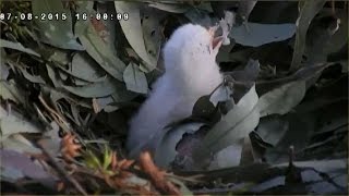 Whitebellied Sea Eagle 872015 SE15 First Feeding and SE16 Hatch [upl. by Ahsinnek]