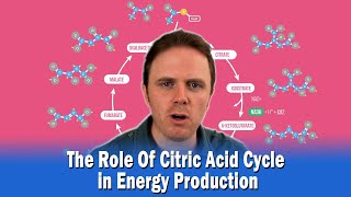 The Role Of Citric Acid Cycle in Energy Production [upl. by Elleira181]