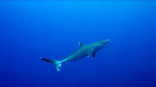 Underwater Love 35  Silvertip shark on Pinnacles Reef👌 [upl. by Novej999]