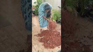 Repotting my 3 year old areca palm🌴plant gardening houseplants repottinggardenuppropagation [upl. by Ariat]