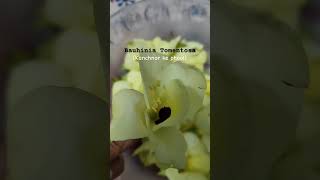 Yellow Bauhinia Tomentosa Kanchnar ke phool yellowflower plants nature ornamentalampmedicinal [upl. by Ettevad]