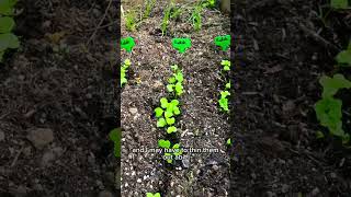 Part 17 of my gardening journey garden shorts selfsufficiency [upl. by Nad]