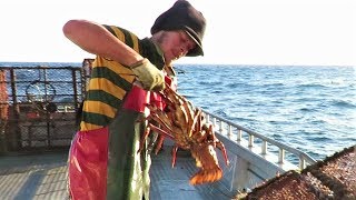 Cray Fishing in the Chatham Islands [upl. by Bourgeois236]