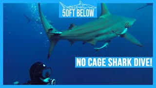 No Cage Shark Diving South Africa  HD [upl. by Maroney]