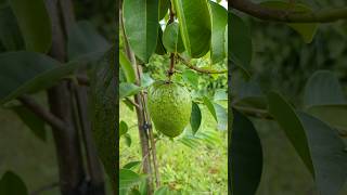 Pond Apple  Annona glabra  Kolada sebu  Lakshman phal  Sitafal organicfarming violin [upl. by Cordelia]