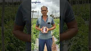 🍅🐛 Syngenta New Insecticide Minacto Xtra सिजेंताचे नवीन कीटकनाशक मिनॅक्टो एक्सट्रा शेतकऱ्याचे मनोगत [upl. by Neenwahs]