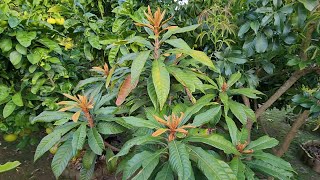 Green Sapote Progress  Early Winter 2023 [upl. by Swinton720]