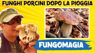 Funghi porcini dopo la pioggia funghi ottobre 2024 [upl. by Fantasia]