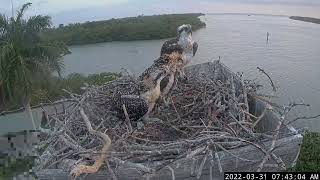 Captiva Osprey Cam  2022331 0736 [upl. by Tips]