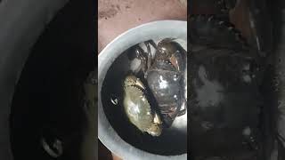 Crabs on fighting 🦀shortscrabyoutube [upl. by Toh]