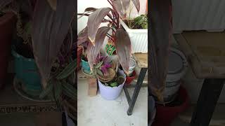 My small beautiful balcony garden update 🤩🤩shortsyoutubeshortsviralbalconygarden [upl. by Nytsud]