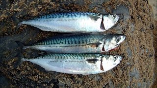 Catch Dispatch Clean Fillet and Pickle Mackerel [upl. by Hagi]